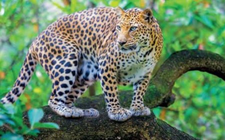 तापी नदीकाठच्या धुरखेडा गावातील तीन बकऱ्यांना बिबट्याने केले ठार