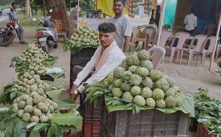 फळ बाजारात सीताफळांची आवक सुरू, कच्चे आणि पिकलेले सिताफळ उपलब्ध