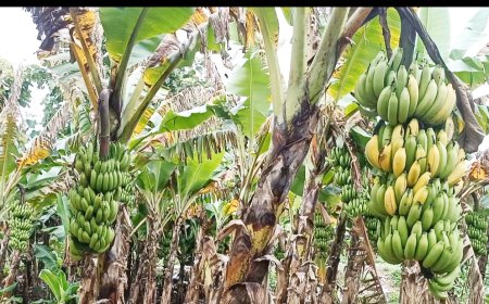 करप्यामुळे केळी बाग लागल्या पिकू शेतकऱ्यांचे मोठे आर्थिक नुकसान