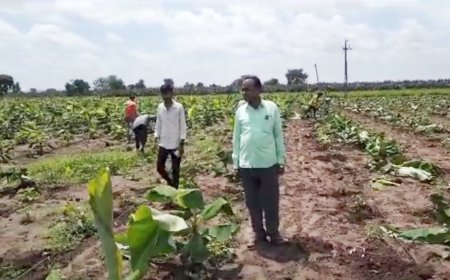 सी एम व्ही रोगाचा केळीला फटका शेतकरी हतबल,शासनाने मदत करण्याची शेतकऱ्यांची मागणी