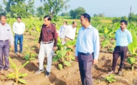 केळीवरील सीएमव्ही व्हायरस नियंत्रणासाठी जिल्हास्तरीय समिती स्थापन करणार, जळगाव जिल्हाधिकारी आयुष प्रसाद