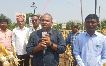 रब्बी व खरीप हंगामात पॅसिफिका 72 74 मक्याच्या वानाने शेतकऱ्यांना लाभणार समृद्धी डॉक्टर श्याम हैबतपुरे यांचे प्रतिपादन