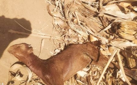 सिंगत येथे बिबट्या कडून 6 बकऱ्यांची शिकार, नागरिकांमध्ये दहशतीचे वातावरण