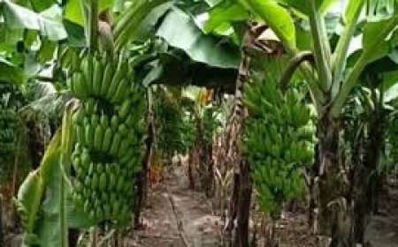 केळीचा फळबाग लागवड योजनेत समावेशासाठी प्रयत्न करणार ,महाविकास आघाडीचे उमेदवार श्रीराम पाटील यांचे शेतकऱ्यांना आश्वासन