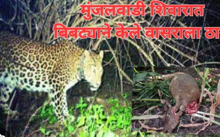 मुंजलवाडी शिवारात बिबट्याने केले वासराला ठार, शेतकऱ्यांच्या नुकसान