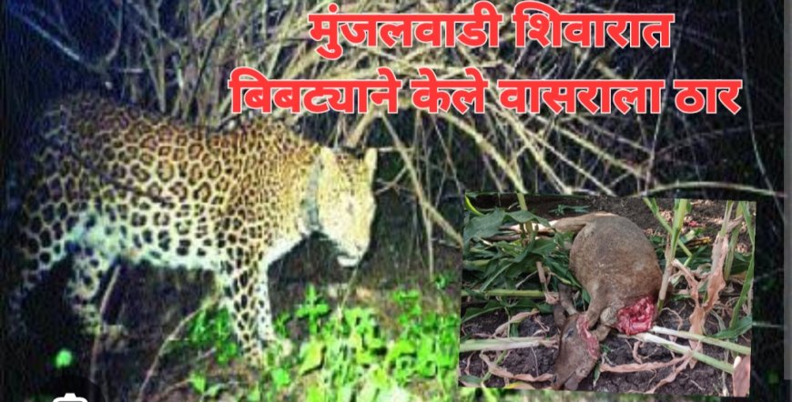 मुंजलवाडी शिवारात बिबट्याने केले वासराला ठार, शेतकऱ्यांच्या नुकसान